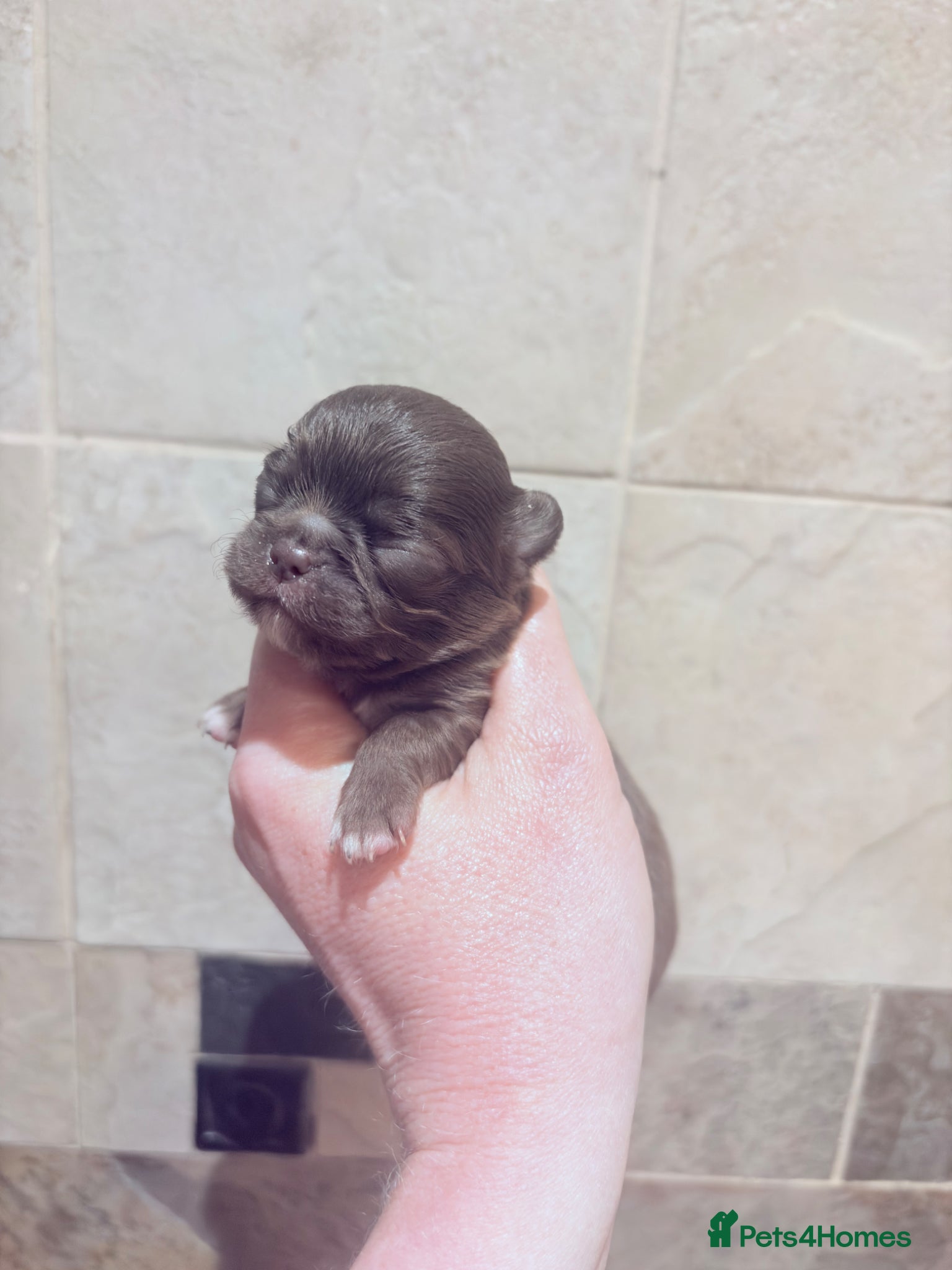 Chihuahua dogs for sale: Exquisite long coat chihuahuas  - Advert 11