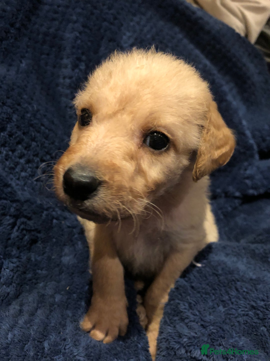 Labradoodle dogs for sale: READY NOW TOP QUALITY Standard F1 Labradoodles - Advert 30