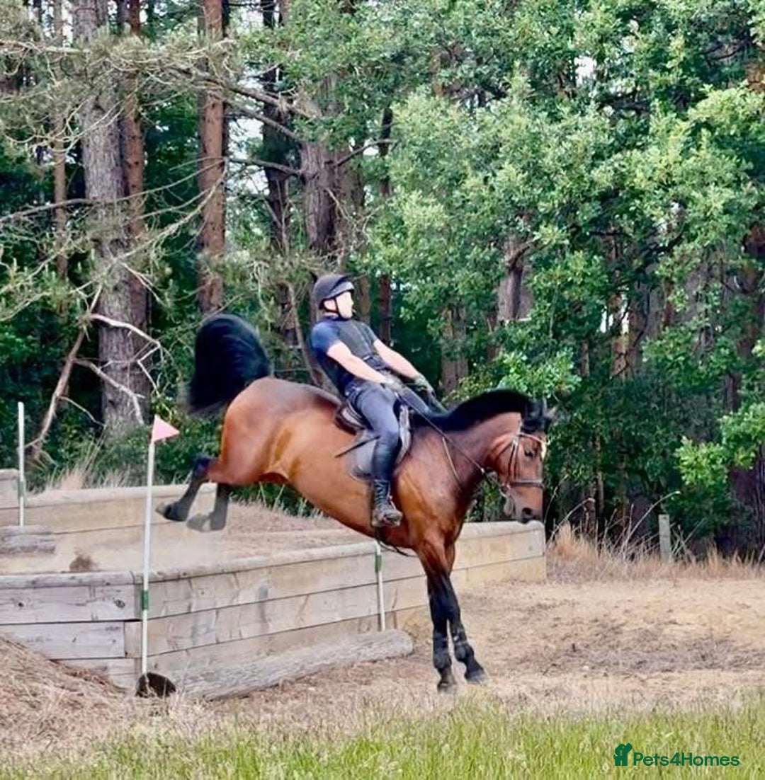 Irish Sports horses for sale: UNCOMPLICATED happy hacker / seasoned hunter  - Image 13