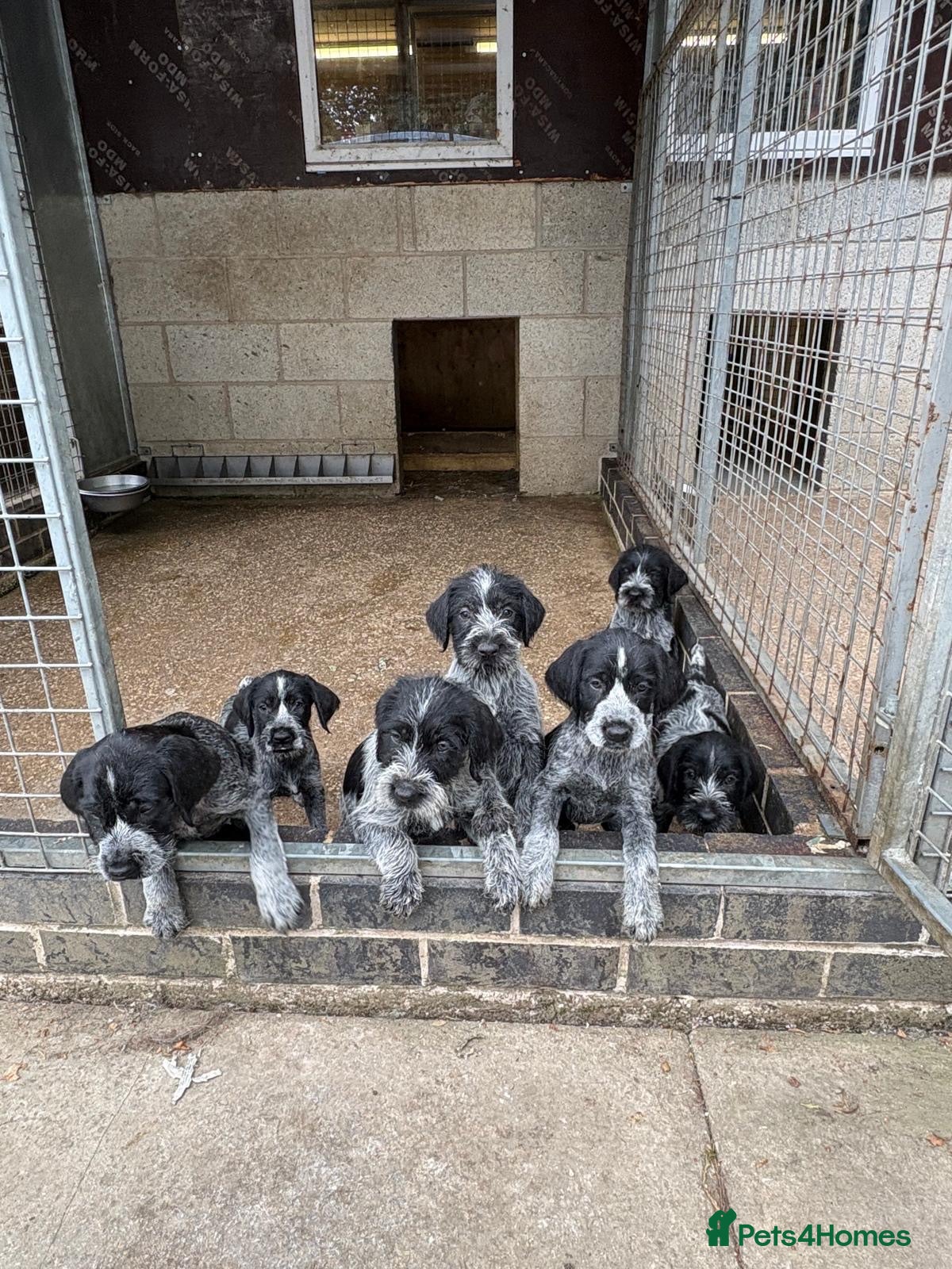 German Wirehaired Pointer dogs German wirehair pointer pups  - Advert 1