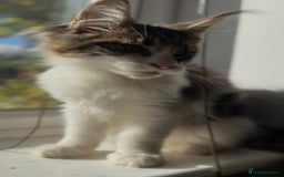 Maine Coon cats for sale: Pedigree Maine Coon Kittens 🐱 fully vaccinated  - Image 15
