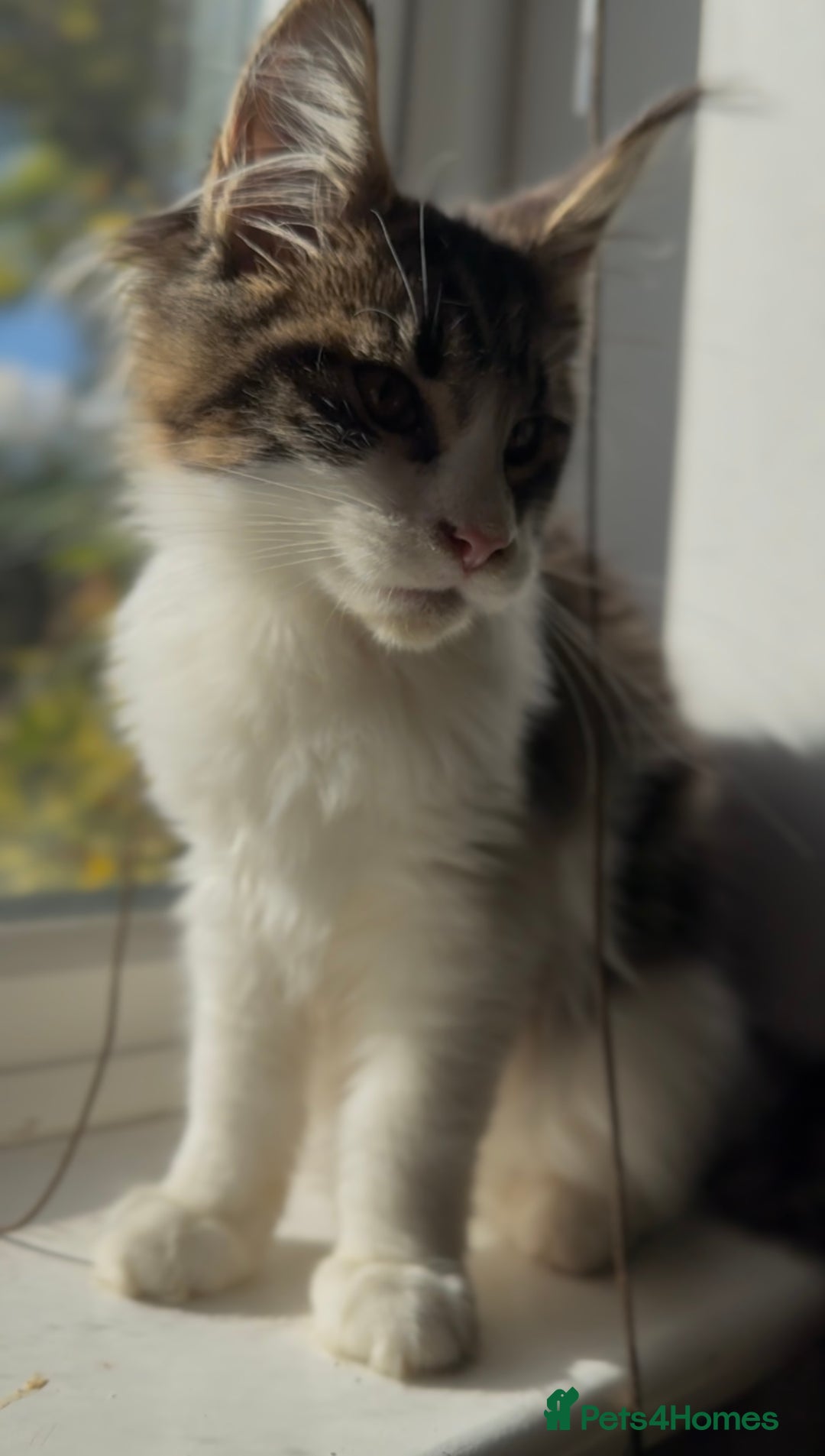 Maine Coon cats for sale: Pedigree Maine Coon Kittens 🐱 fully vaccinated  - Image 15