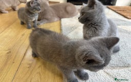 British Longhair cats for sale: 5 stunning British blues  - Image 15