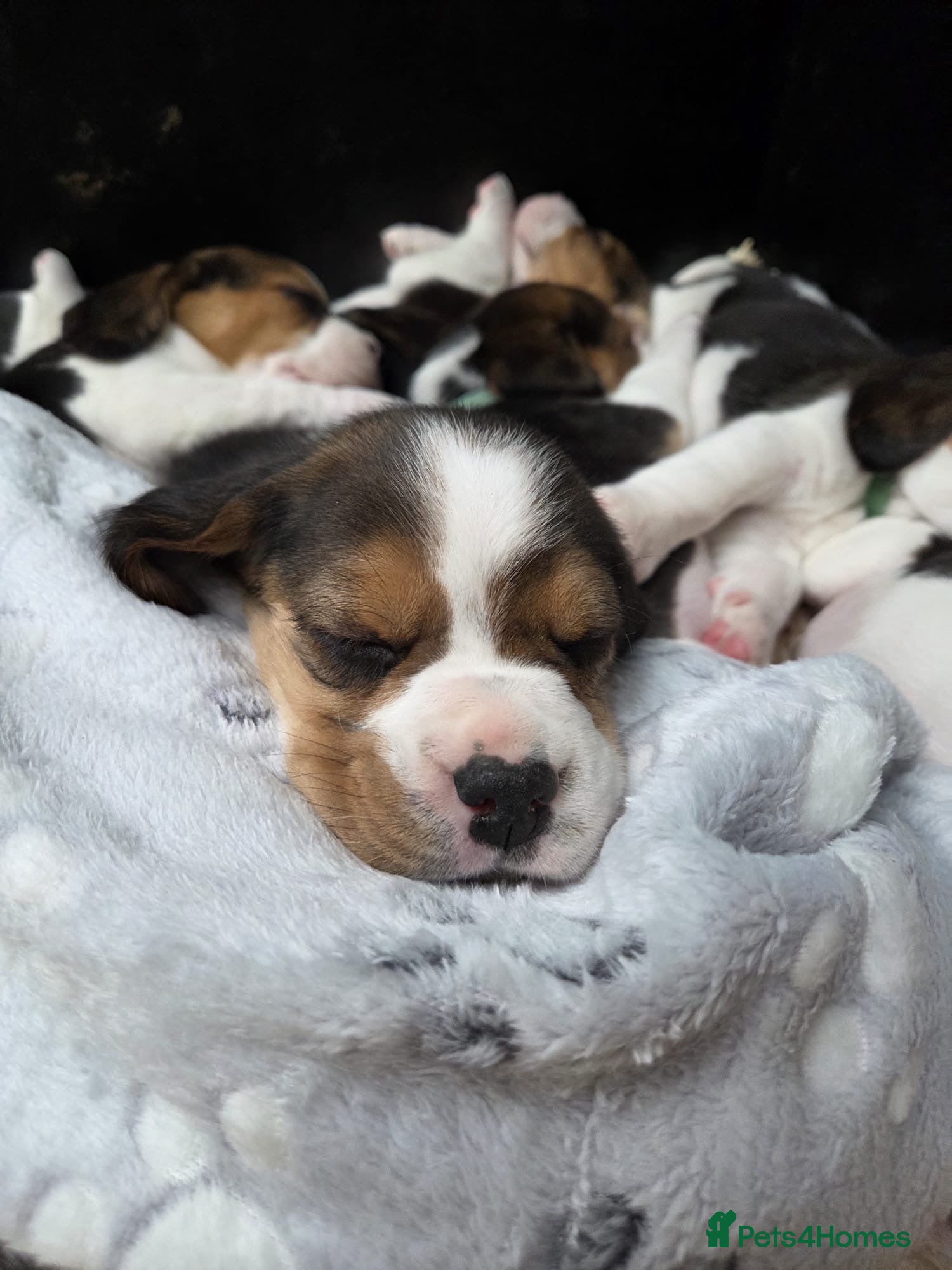 Beagle dogs Gorgeous tricolour beagle puppies for sale!  - Advert 4