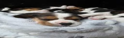 Beagle dogs for sale: ONLY 1 MALE LEFT - Gorgeous tricolour beagle pups - Advert 1