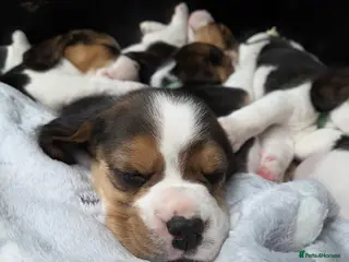 Beagle dogs Gorgeous tricolour beagle puppies for sale! - Advert 4