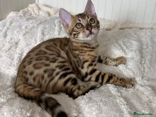 Bengal cats 🐆Adorable pedigree bengal kittens🐆 - Advert 8