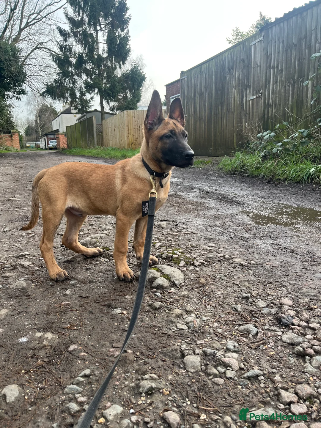 Belgian Shepherd Dog dogs for sale: Dutch Shepherd KNPV - Advert 4