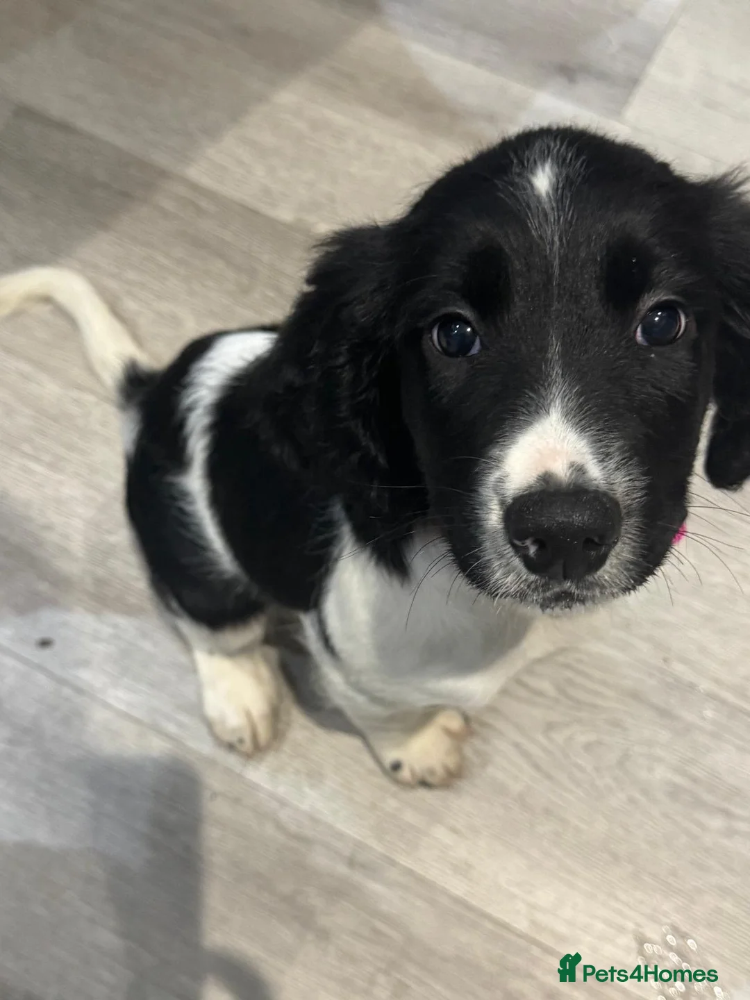 English Springer Spaniel dogs for sale: Kc registered English springer spaniel female - Advert 4