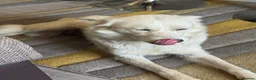 Mixed Breed dogs for adoption: Sweet Rita Needs Love  - Advert 13
