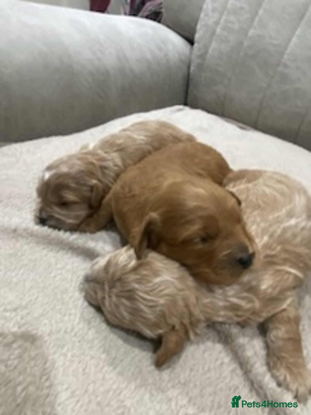Cavapoo dogs for sale: F1 Cavapoo puppy Health Tested parents  - Advert 4