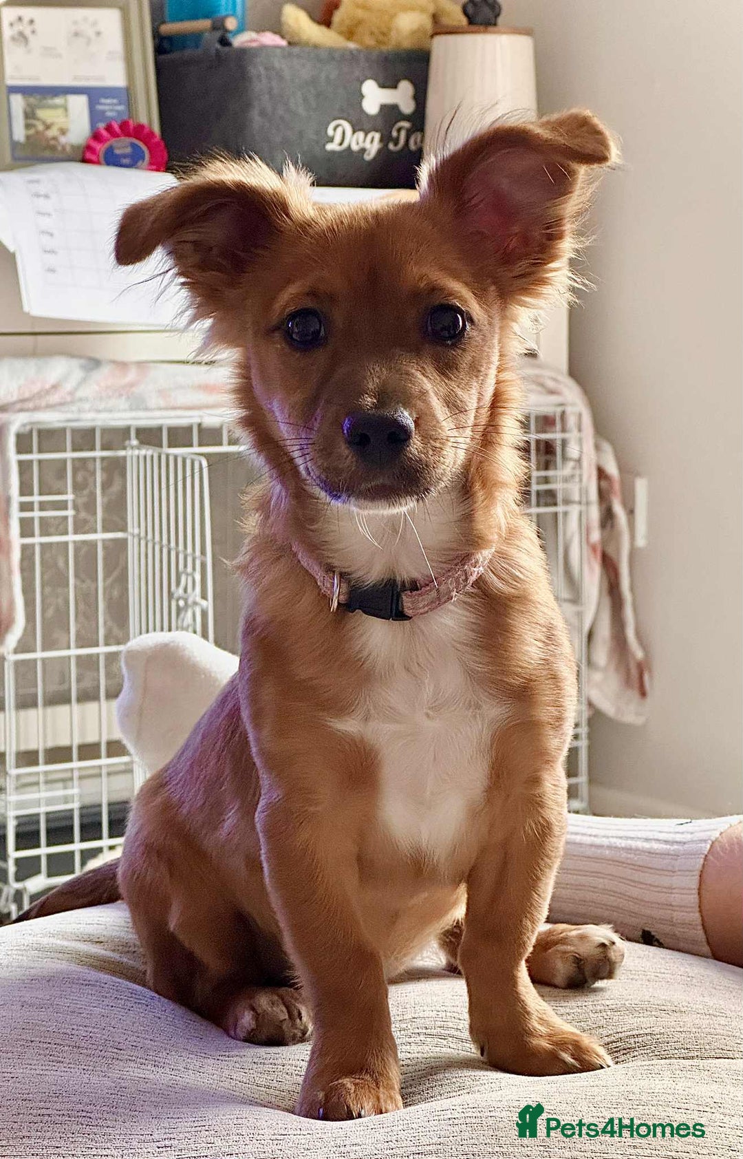 Mixed Breed dogs for sale: Toffee - Advert 1