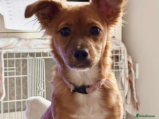 Mixed Breed dogs Toffee - Advert 2