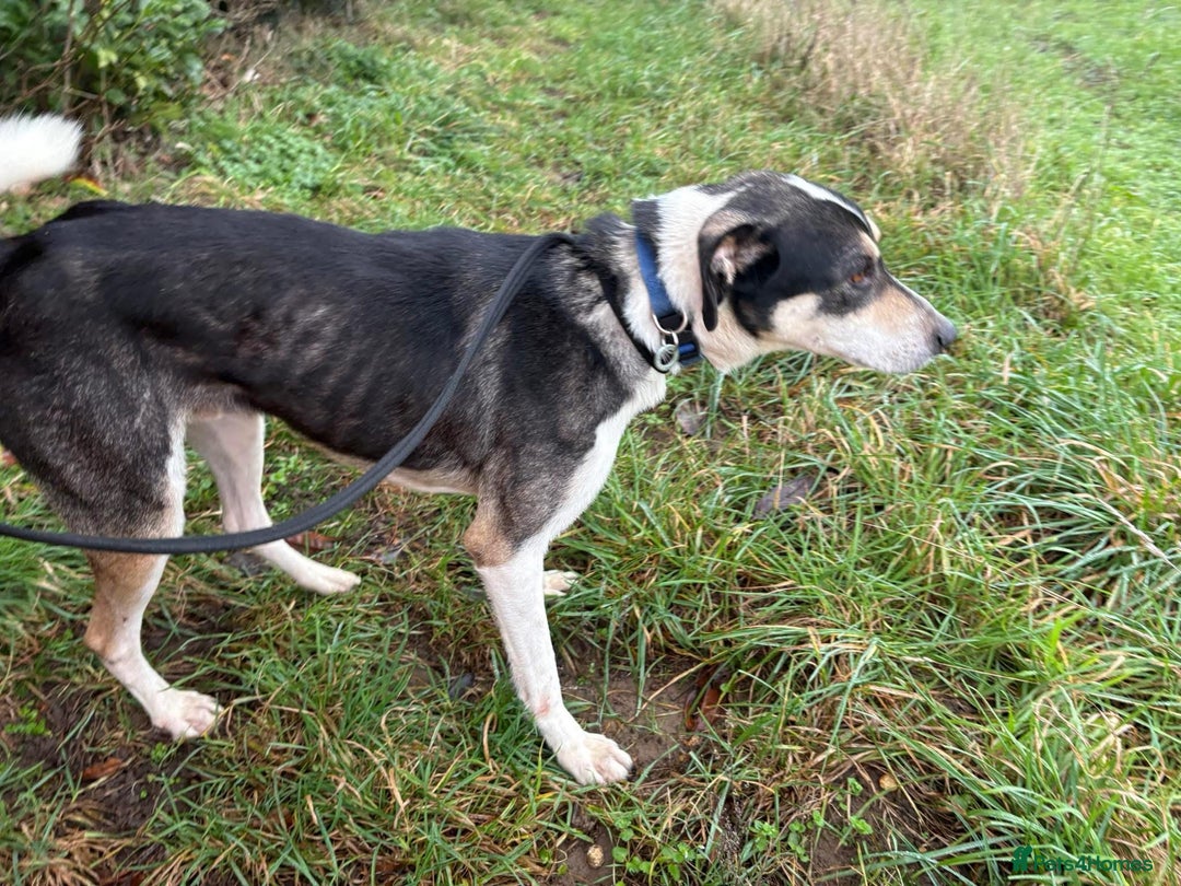 Mixed Breed dogs for adoption: Lucky - Norwich Norfolk  - Advert 12