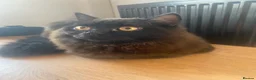 British Longhair cats for sale: Beautiful British Longhair Male - Advert 6