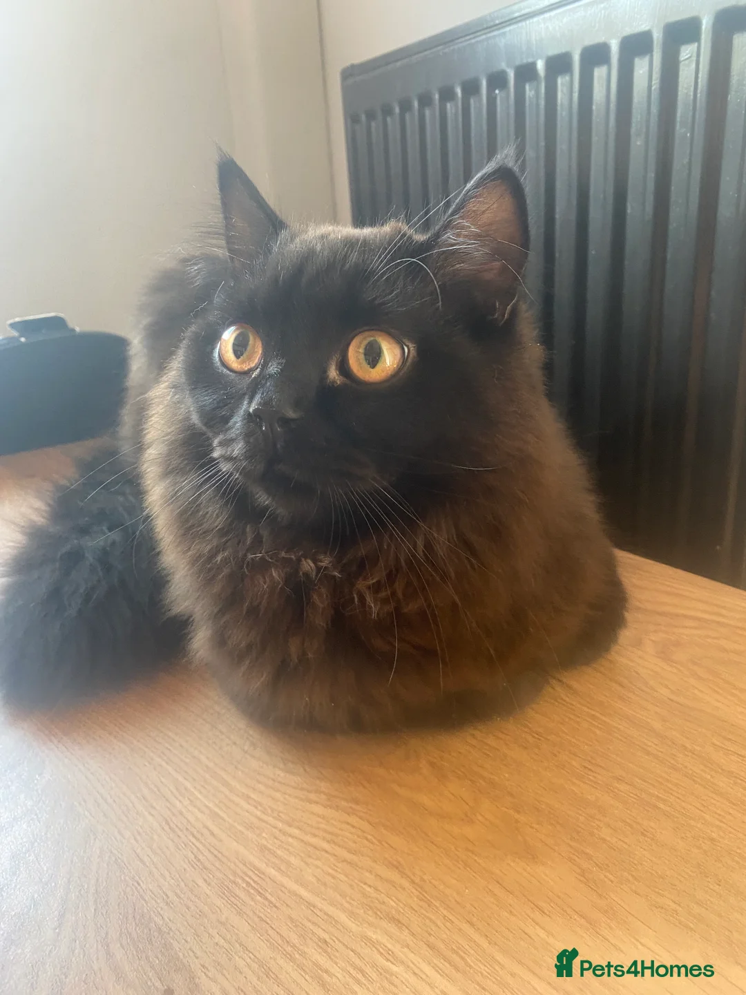 British Longhair cats for sale: Beautiful British Longhair Male - Advert 6