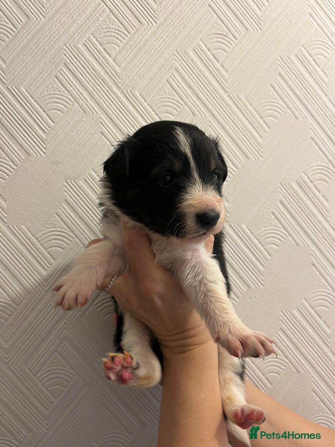 Border Collie dogs for sale: Pure Bred Border Collie Puppies - Advert 3
