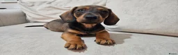 Dachshund dogs for sale: Beautiful Wild Boar Kaninchen Dachshund in Colchester - Advert 5