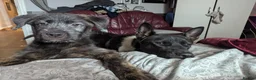 Mixed Breed dogs for sale: Stunning WolfAkita Pups – 1 Boy/1 Girl Ready now!  in Southampton - Advert 23