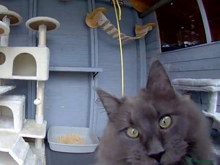 Maine Coon cats Beautiful solid blue male - Advert 9