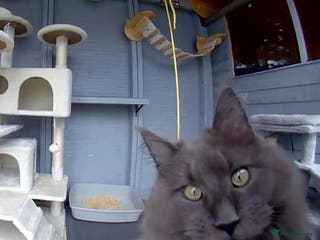 Maine Coon cats Beautiful solid blue male - Advert 13