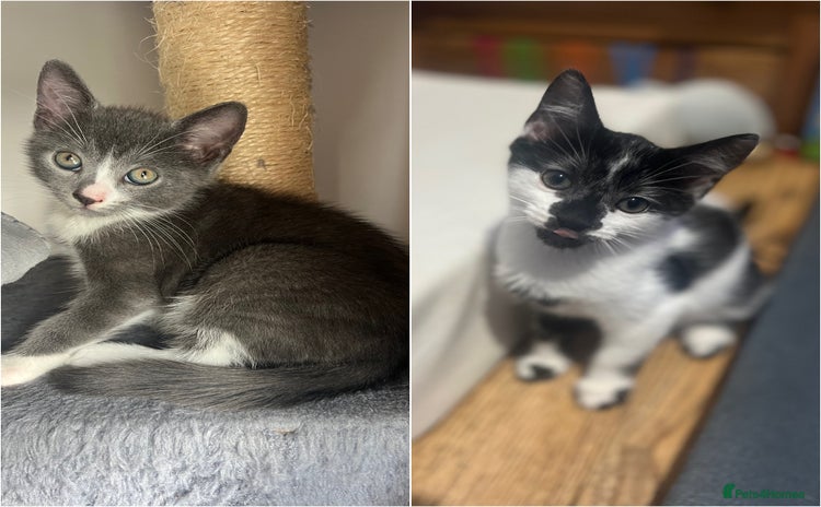 Mixed Breed cats - Advert 11