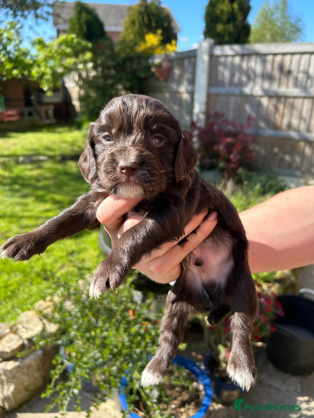 Cocker Spaniel dogs for sale: Working cocker pups - Advert 2