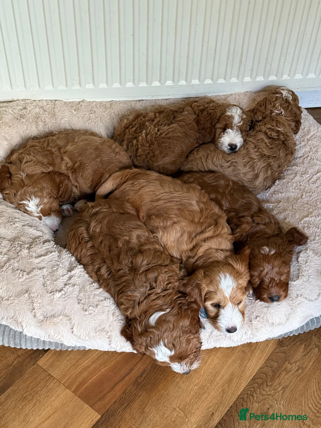 Mixed Breed dogs for sale: 🐶❤️Australian double doodles❤️🐶Waiting list - Advert 18