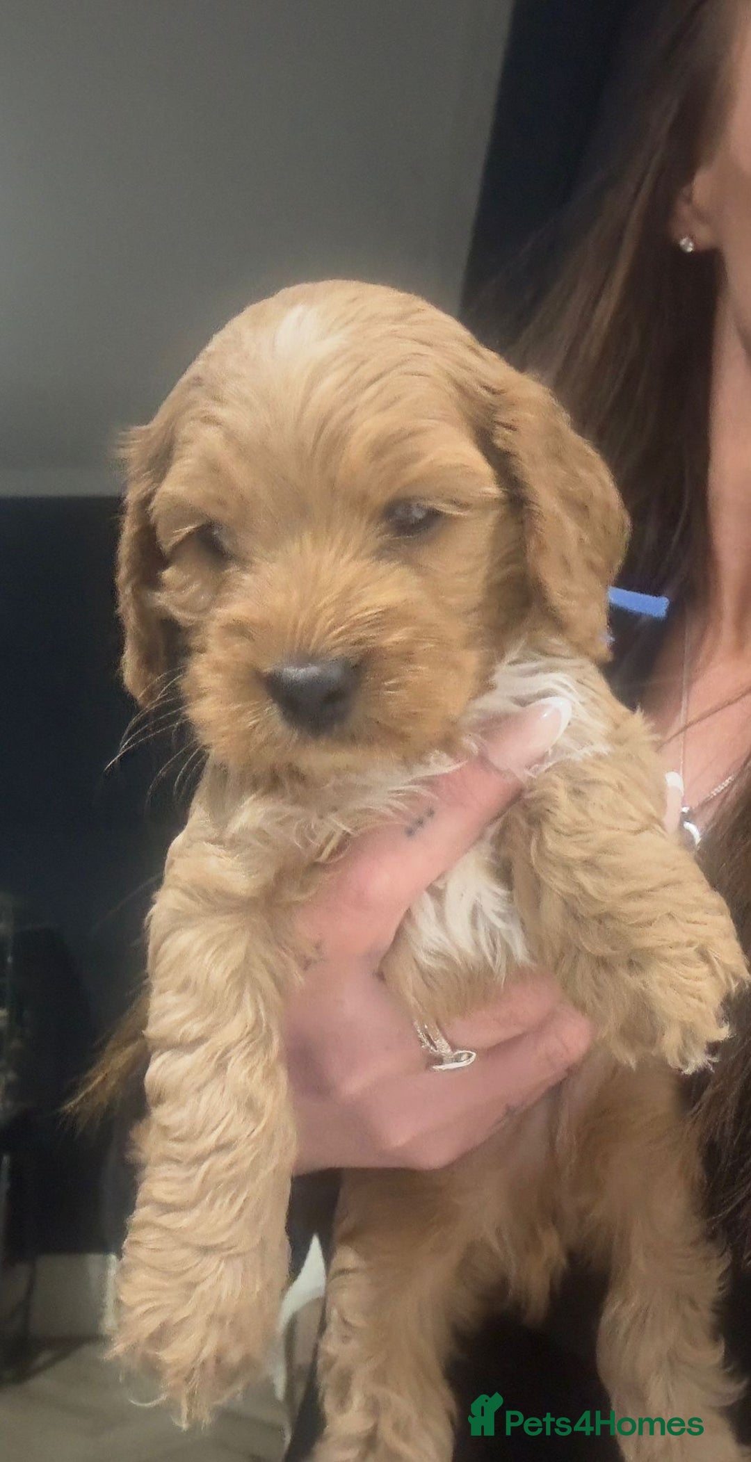 Cockapoo dogs for sale: Stunning F1 Cockerpoo Puppies  - Advert 18