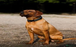 Labrador Retriever dogs for sale: FOX RED LABRADORS OUTSTANDING HEALTH 280 PLUS DNA - Image 19