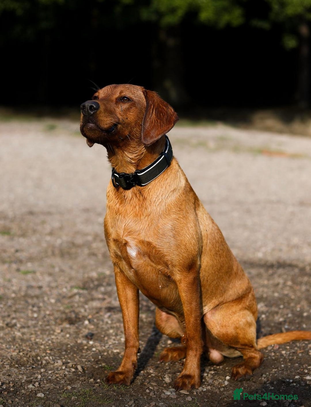 Labrador Retriever dogs for sale: FOX RED LABRADORS OUTSTANDING HEALTH 280 PLUS DNA - Image 19