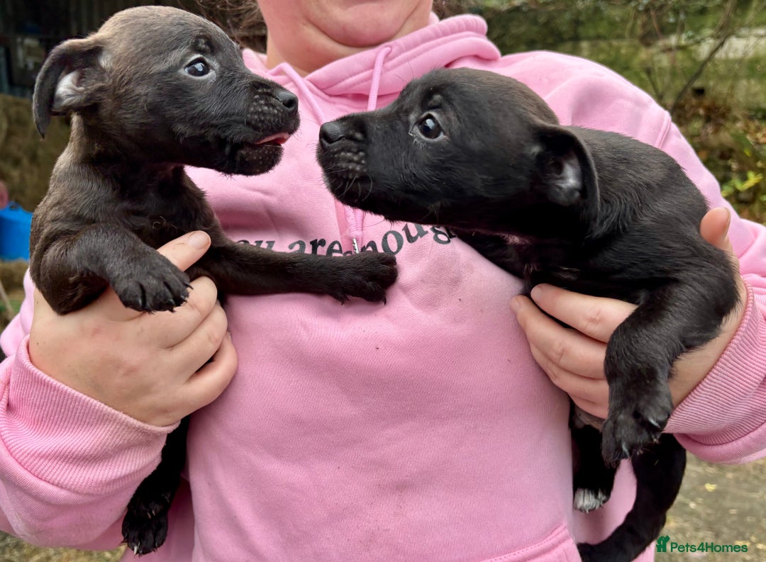 Patterdale Terrier dogs for sale: Gorgeous patterdale puppies - Advert 4