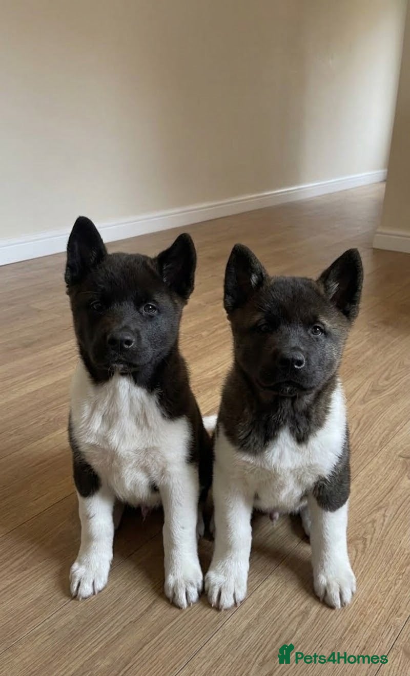 Akita dogs Pick of litter male,  - Advert 2