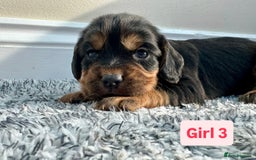 Cocker Spaniel dogs for sale: KC Reg Health Tested Working Cocker Spaniels - Image 11