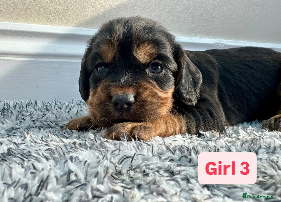 Cocker Spaniel dogs for sale: KC Reg Health Tested Working Cocker Spaniels - Image 11