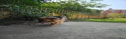 Mixed Breed dogs for adoption: Jacker for adoption in Hastings - Advert 8
