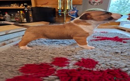English Bull Terrier dogs for sale: 4 English bull terrier pups 2 male 2 female  - Image 14