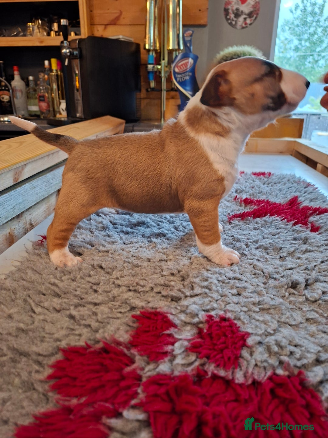English Bull Terrier dogs for sale: 4 English bull terrier pups 2 male 2 female  - Image 14
