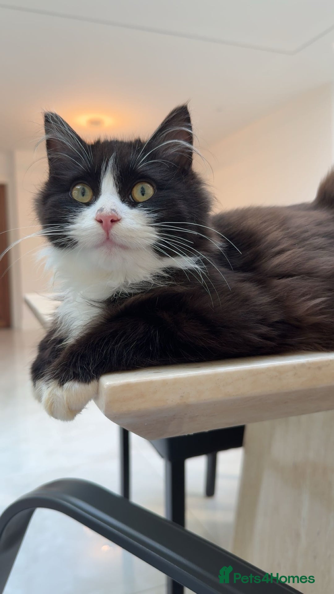 Mixed Breed cats for sale: Ragdoll and Russian blue kittens  - Advert 6