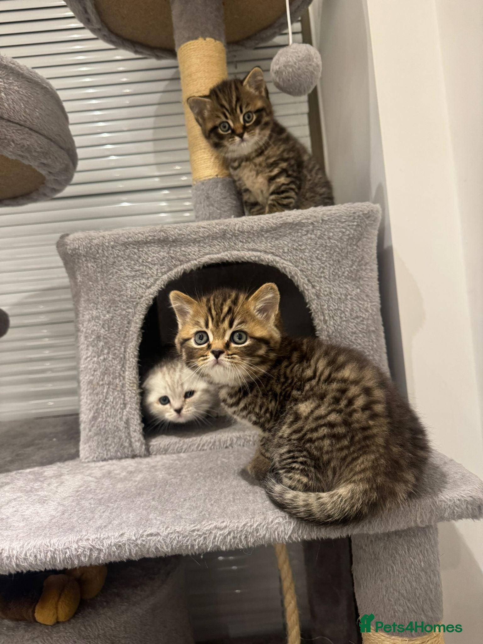 British Shorthair cats Adorable British Shorthair Male Kittens for Sale. - Advert 6