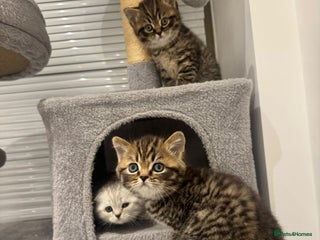 British Shorthair cats Adorable British Shorthair Male Kittens for Sale. - Advert 2