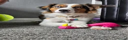 Border Terrier dogs for stud: Looking for a stud - Advert 5