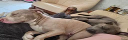 Mixed Breed dogs for sale: Staffy x - Advert 5