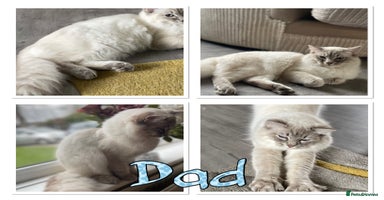 Ragdoll cats - Advert 5