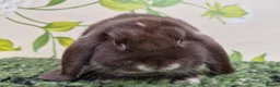 Mini Lop rabbits for sale: Friendly handled mini lop boy - Advert 5