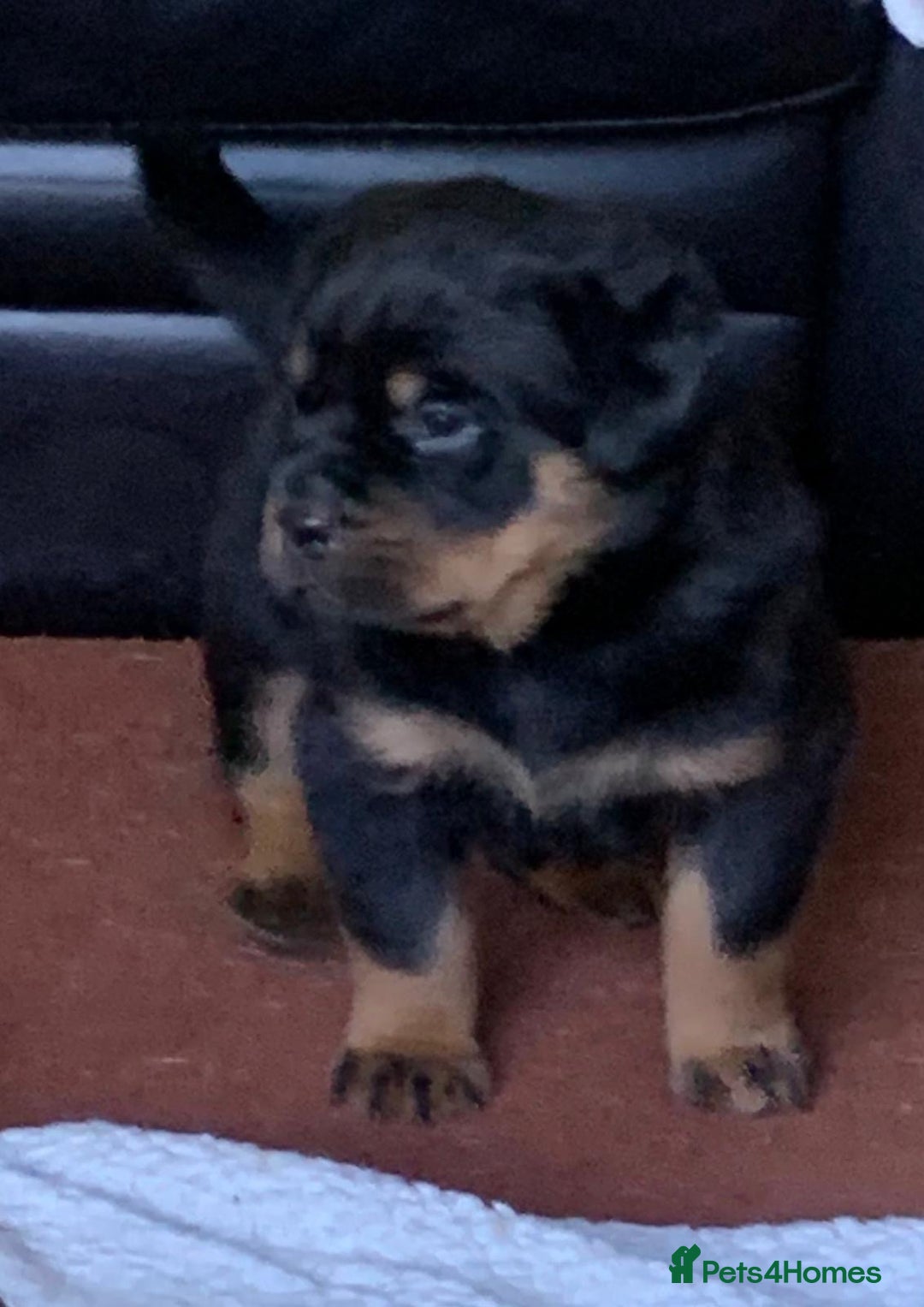 Rottweiler dogs for sale: Proper big old fashioned Rottie  pups ready now  - Advert 15