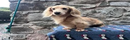 Miniature Dachshund dogs for stud: KC Health Tested Cream Miniature Dachshund Stud  - Advert 5
