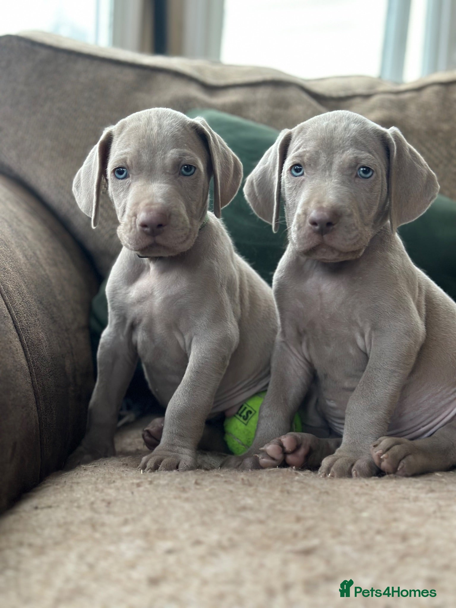 Weimaraner dogs Quality KC Registered silver Weimaraner puppies - Advert 1