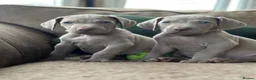Weimaraner dogs for sale: 🐾Ready Now KC REG SILVER WEIMARANER PUPPIES 🐾 - Advert 3