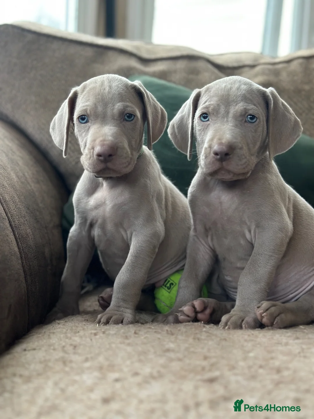 Weimaraner dogs for sale: Quality KC Registered silver Weimaraner puppies - Advert 1
